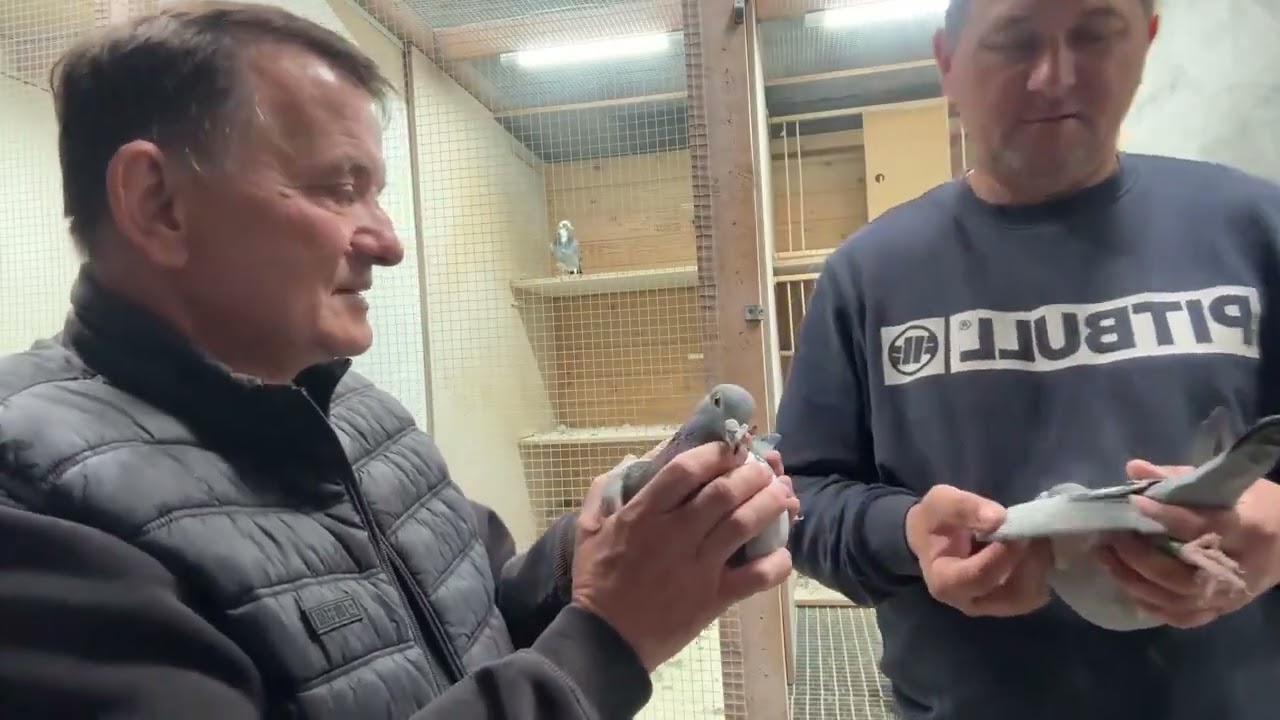 Gołębie Mistrz Polski Paweł Mędrysa specjalne parowanie Oscar ,Taycan ,Porsche ll 513016809 Artur