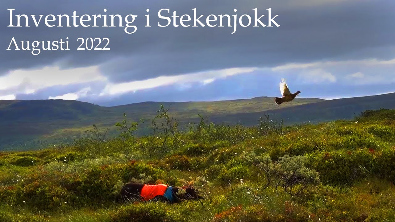 Inventering av ripa i Stekenjokk 2022