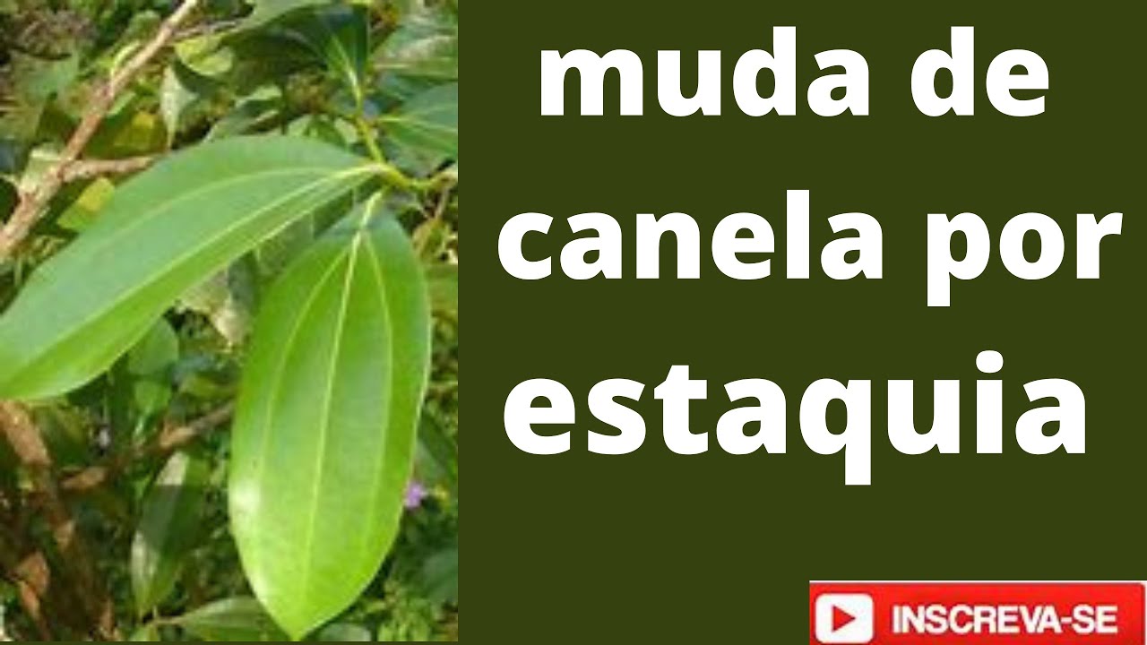 muda de canela por estaquia , água e carvão
