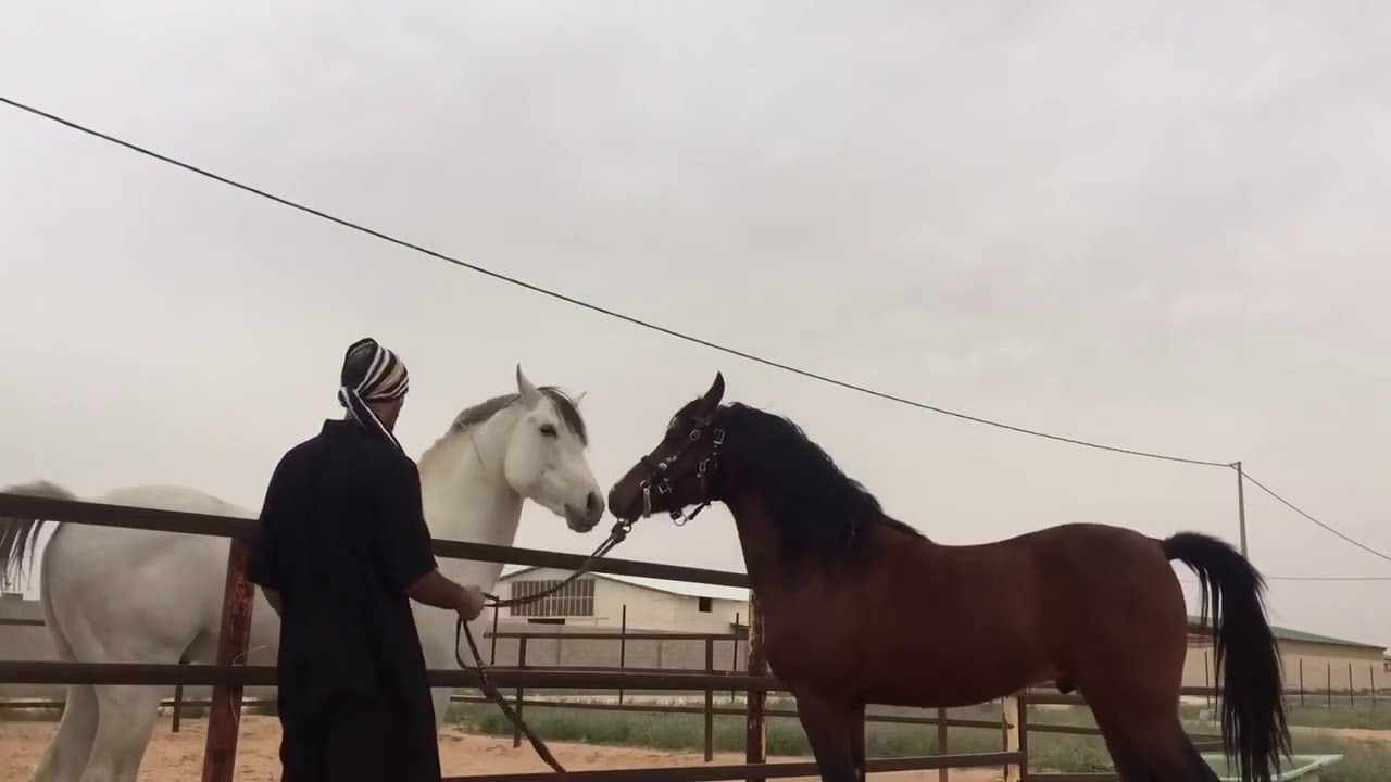 كلها فحول عربية / التحكم التام بالفحل امام الفحول الأخرى بأمر الله