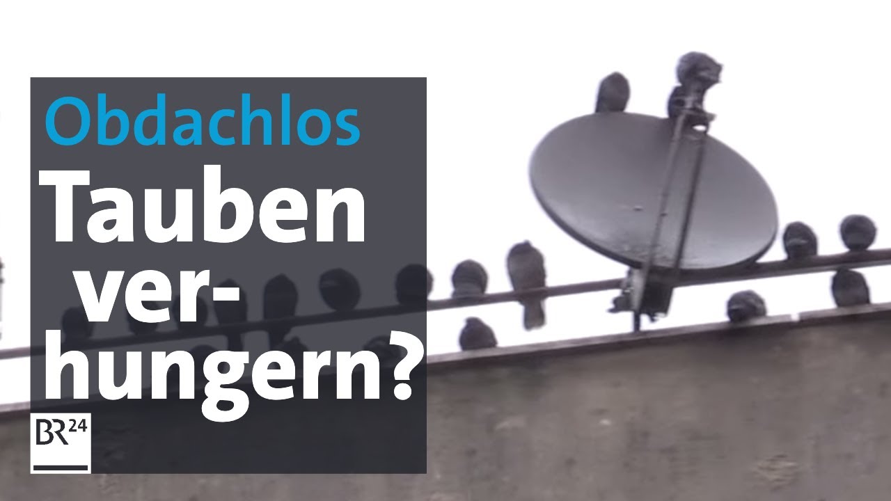 Obdachlose Tauben am Hauptbahnhof | Abendschau | BR24