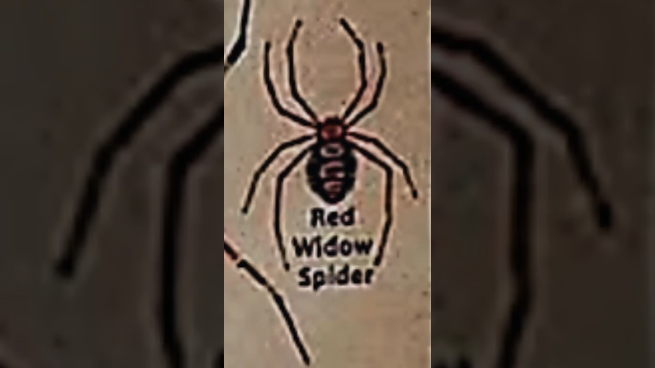 TYPES OF SPIDERS|PART-14|RED WIDOW SPIDER|#spider #creature@tseries@LIKEMYTH@MrBeast