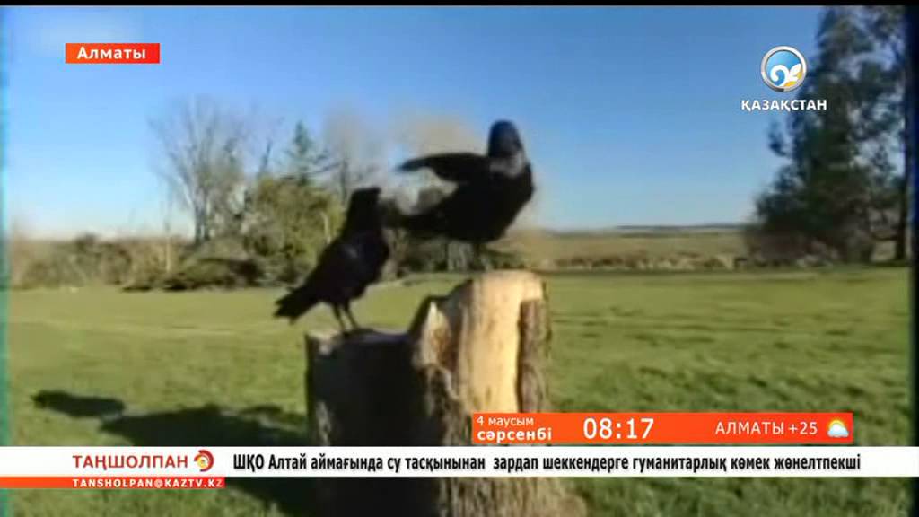 Құстар туралы қызықты деректер