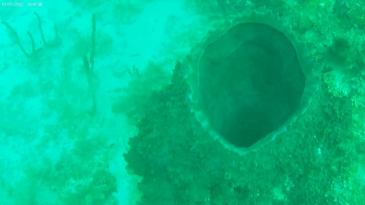 Negril Diving 2026 No 2