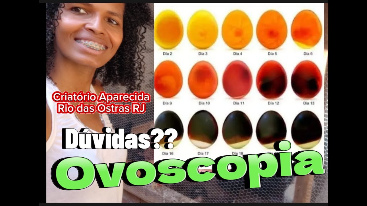 Como fazer Ovoscopia? Embrião Vivo ou morto