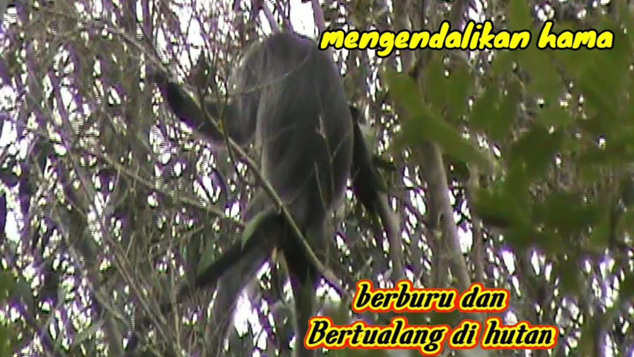 BERBURU hama Di kebun petani.@lintang sniper