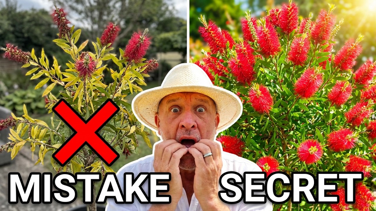 Five Mistakes to Avoid Growing the Bottlebrush Plant -  Callistemon