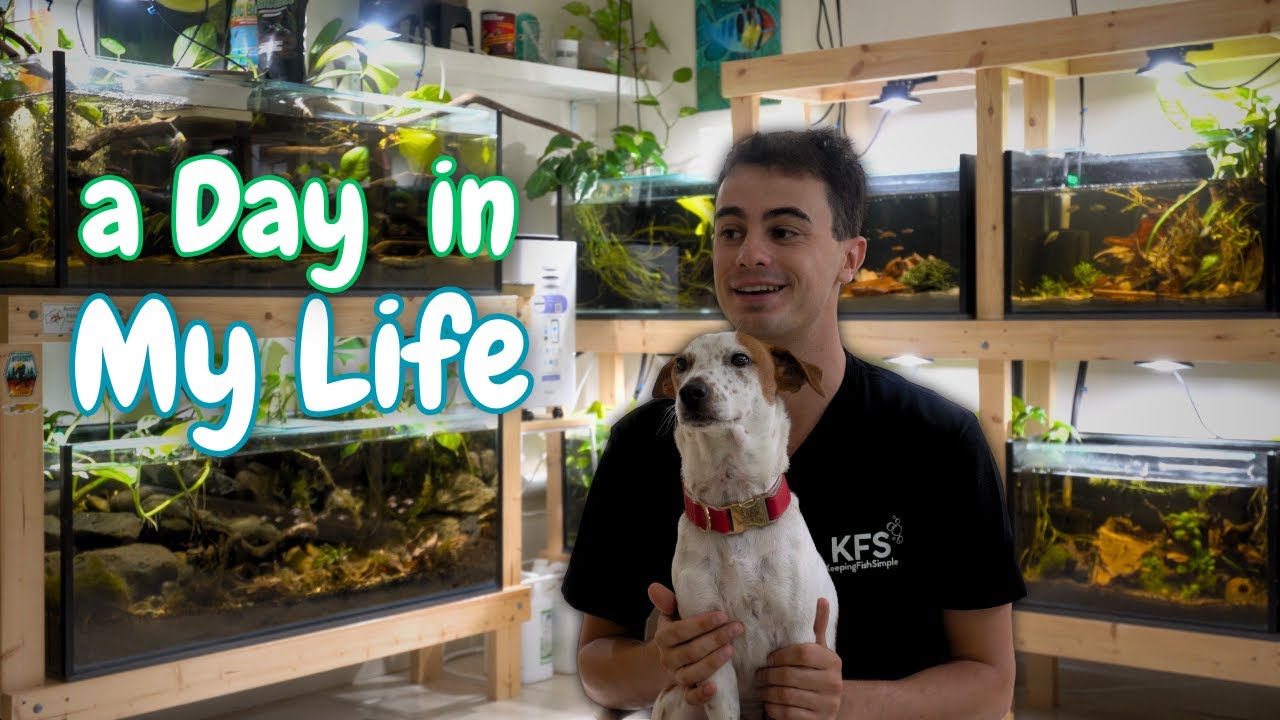 A Day in the Life of a 24-Year-Old Fish Breeder