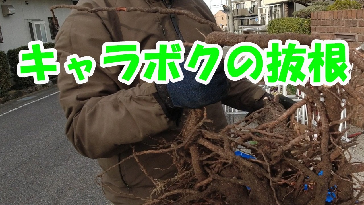 キャラボクの伐採と抜根