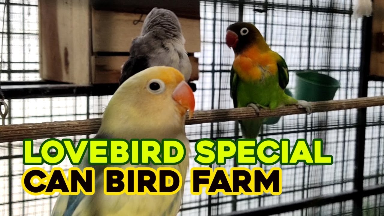 Lovebird Spesial dan Unik dari Can Bird Farm