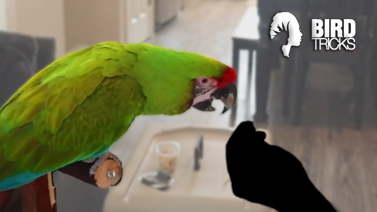 Military Macaw Bites One of Us - Which ONE?!