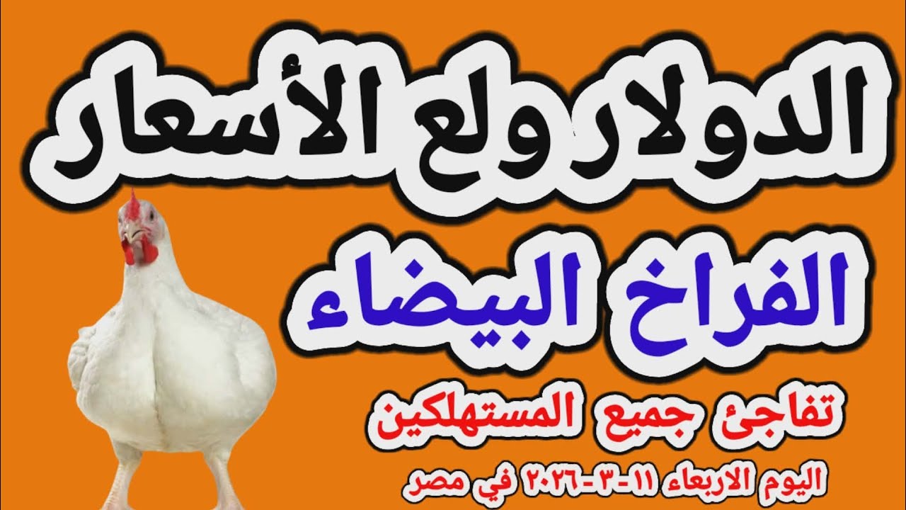 اسعار الفراخ البيضاء اليوم/ سعر الفراخ البيضاء اليوم الاربعاء 2026/3/11 في مصر جمله وقطاعي