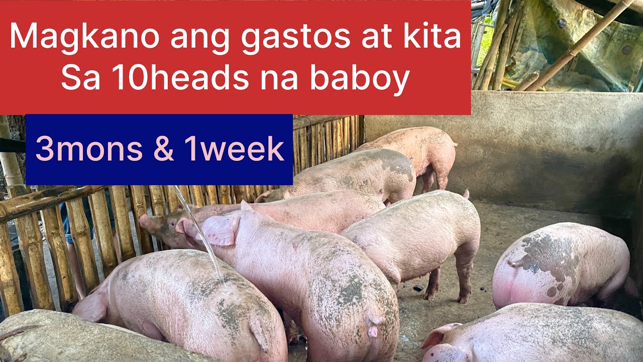 Magkano ang PUHUNAN at KINITA sa 10 heads na baboy | beninta na namin #pig #piggy #business #piggies