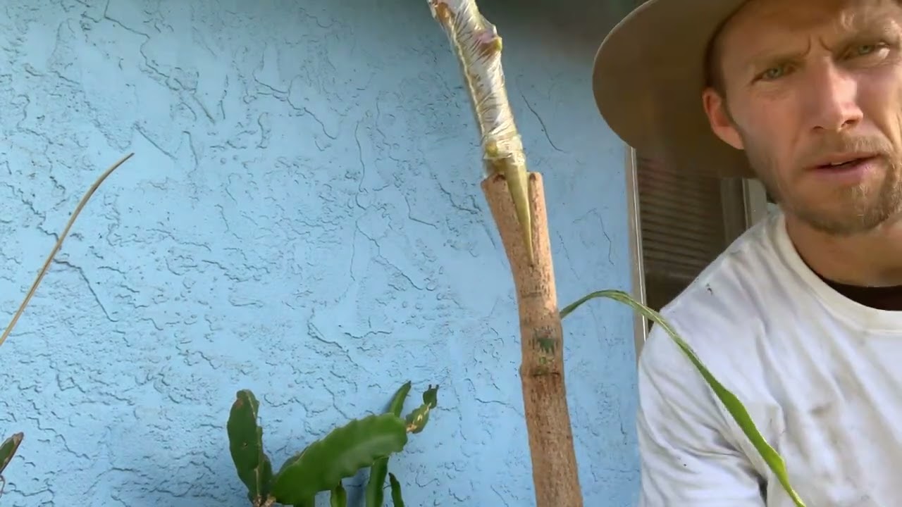 Grafting Mango trees- Valencia Pride