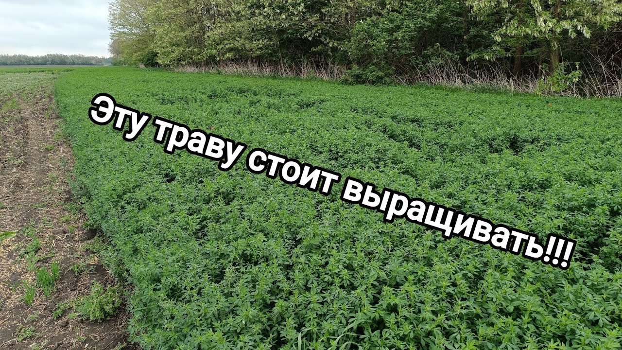 Люцерна- ключ к прибыли в сельском хозяйстве. как вырастить без проблем
