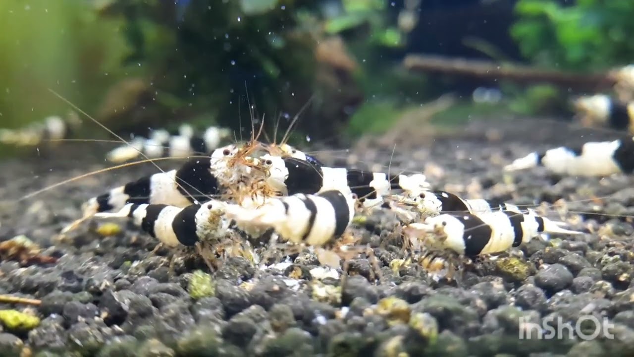 caridina crystal black #crystalblack, #caridina, #caridinashrimp, #3cityshrimp, #krewetki