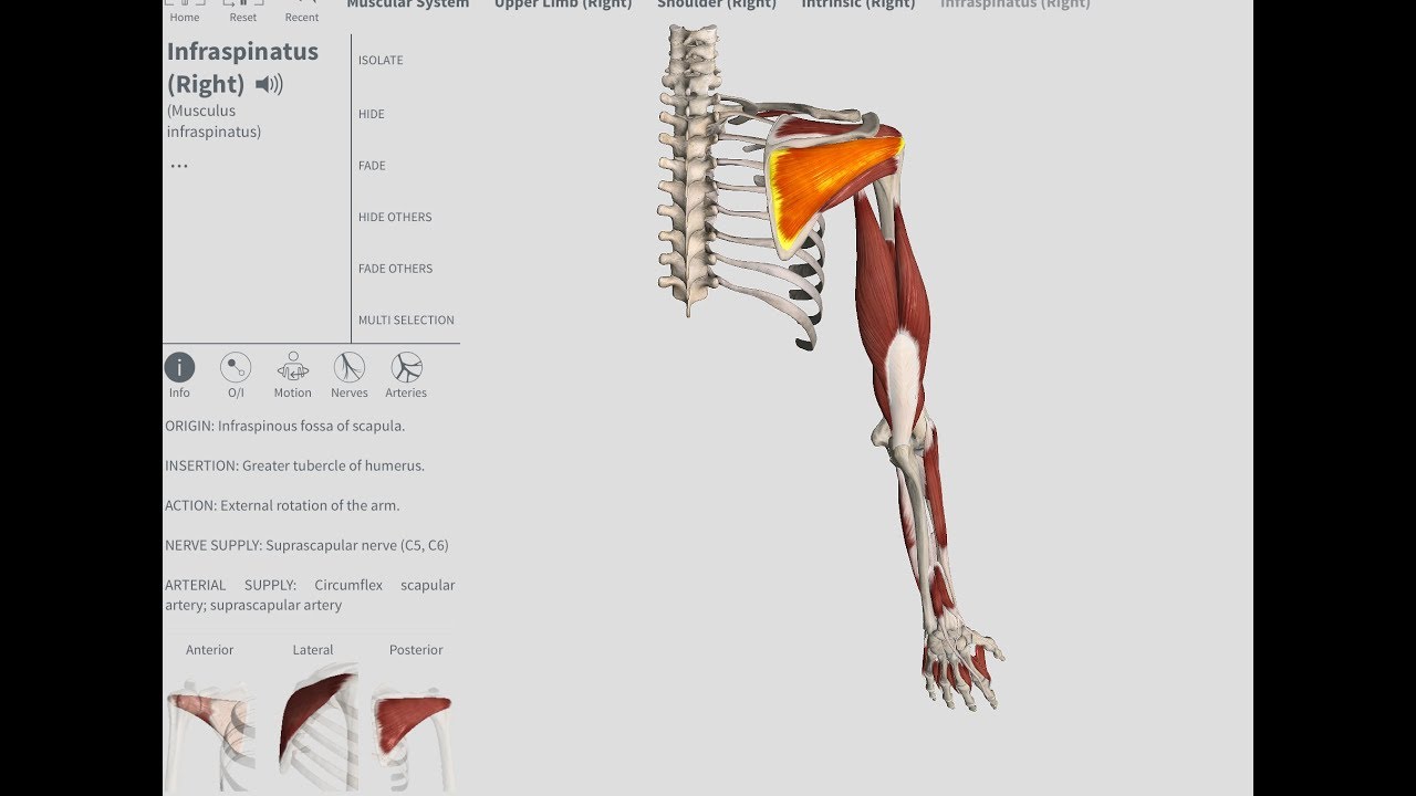 ONE OF THE MOST COMMONLY TORN ROTATOR CUFF MUSCLES: The Infraspinatus | OBTS