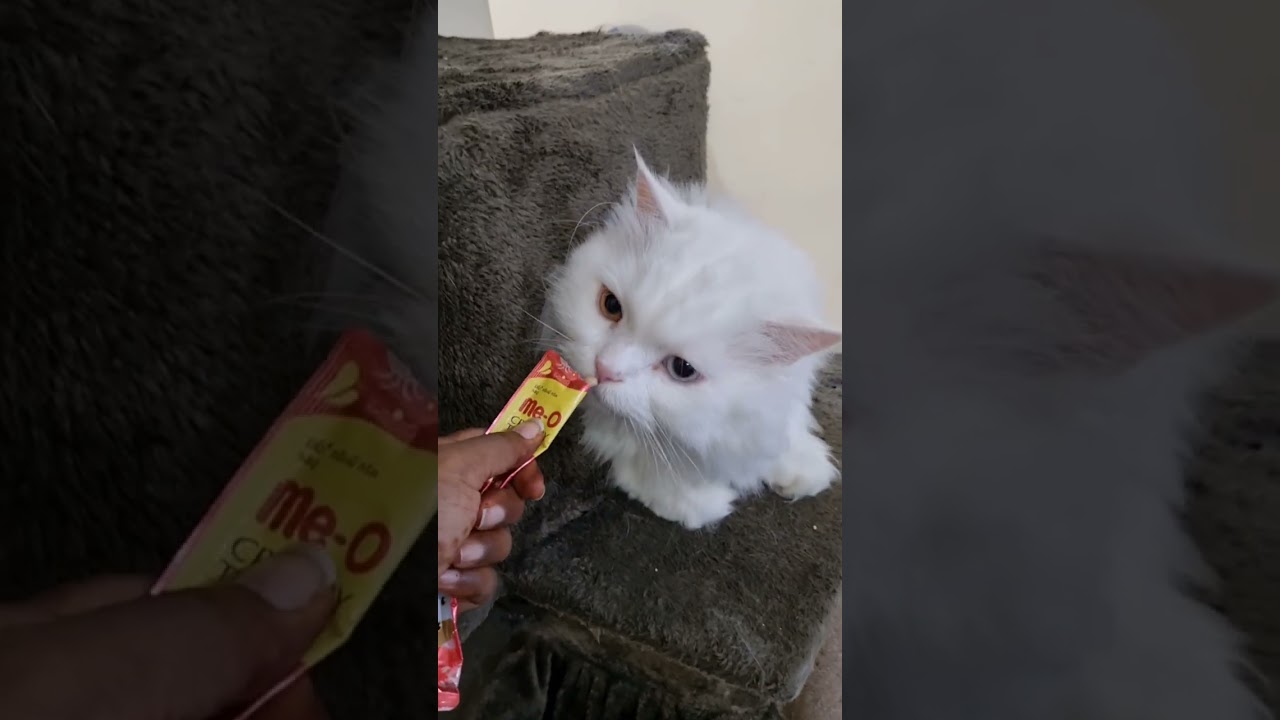 Adorable guest cats 