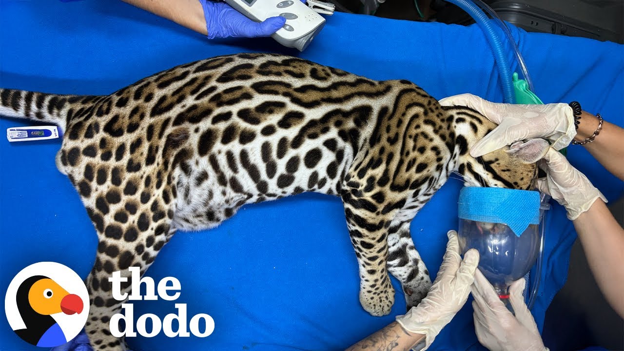 He Was Kept As Someone's Pet For Over A Year | The Dodo