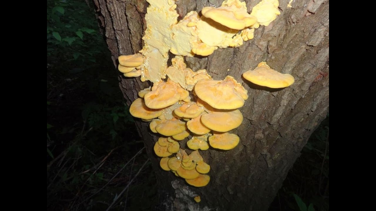 Трутовик серно-жёлтый. Laetiporus sulphureus. Сбор древесных грибов в лесу.
