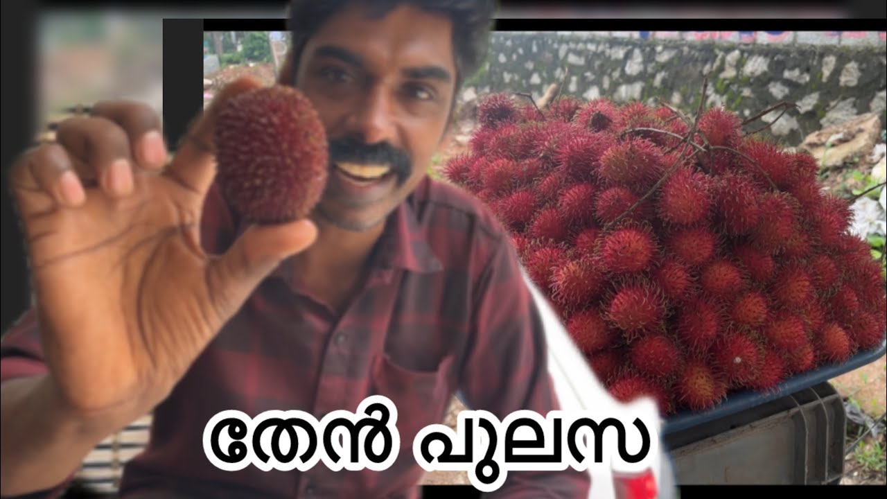 തേനൂറും പുലസ കായ് 
