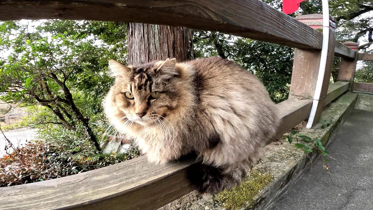 モフモフ猫は予想以上にモフモフでした
