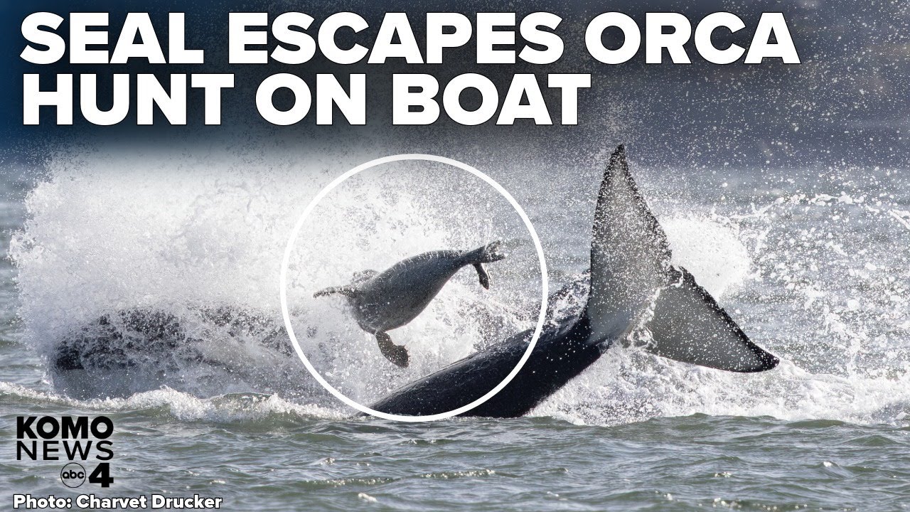 Brave seal escapes EPIC orca hunt as witnesses use boat to rescue the animal in Puget Sound
