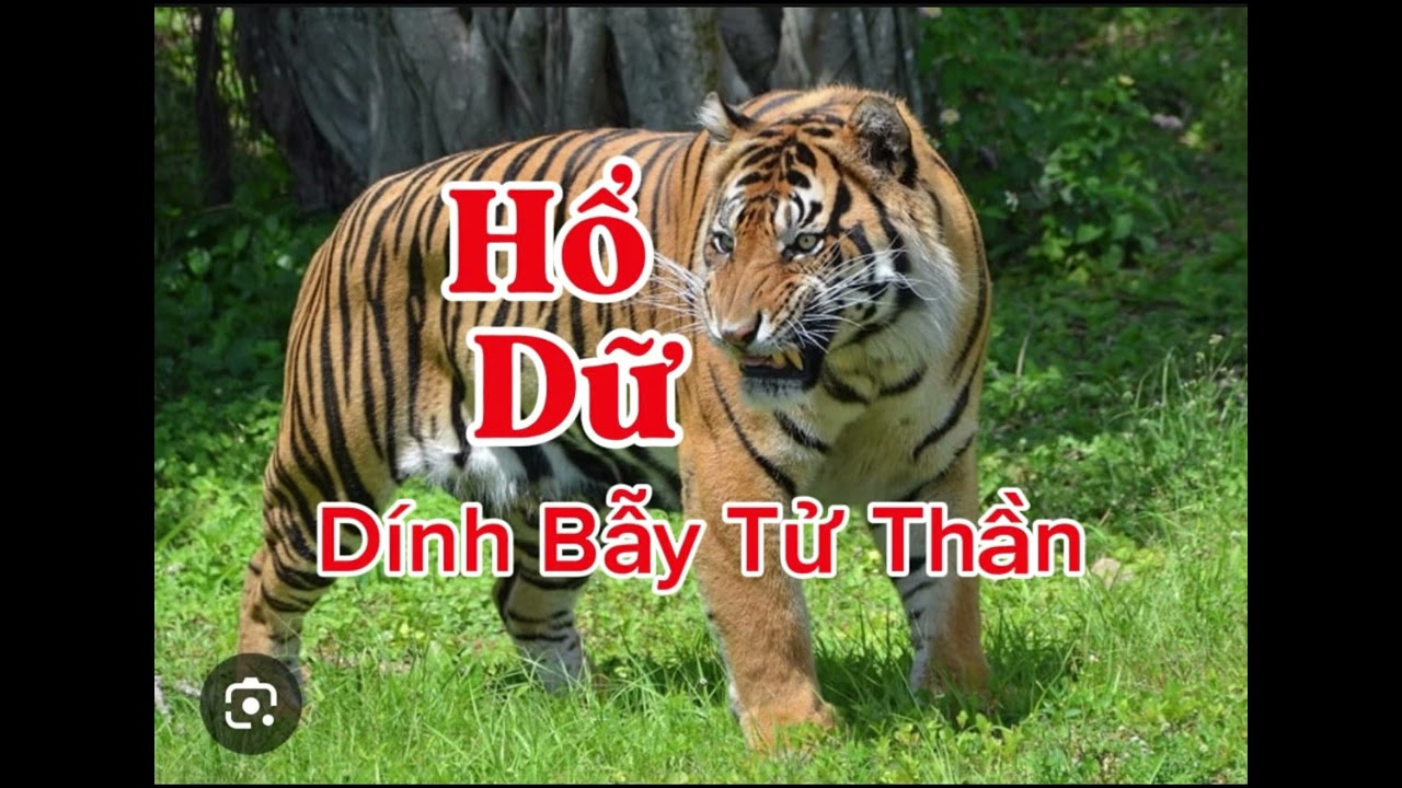 HỔ DỮ DÍNH BẪY TỬ THẦN | Lê Anh diễn đọc