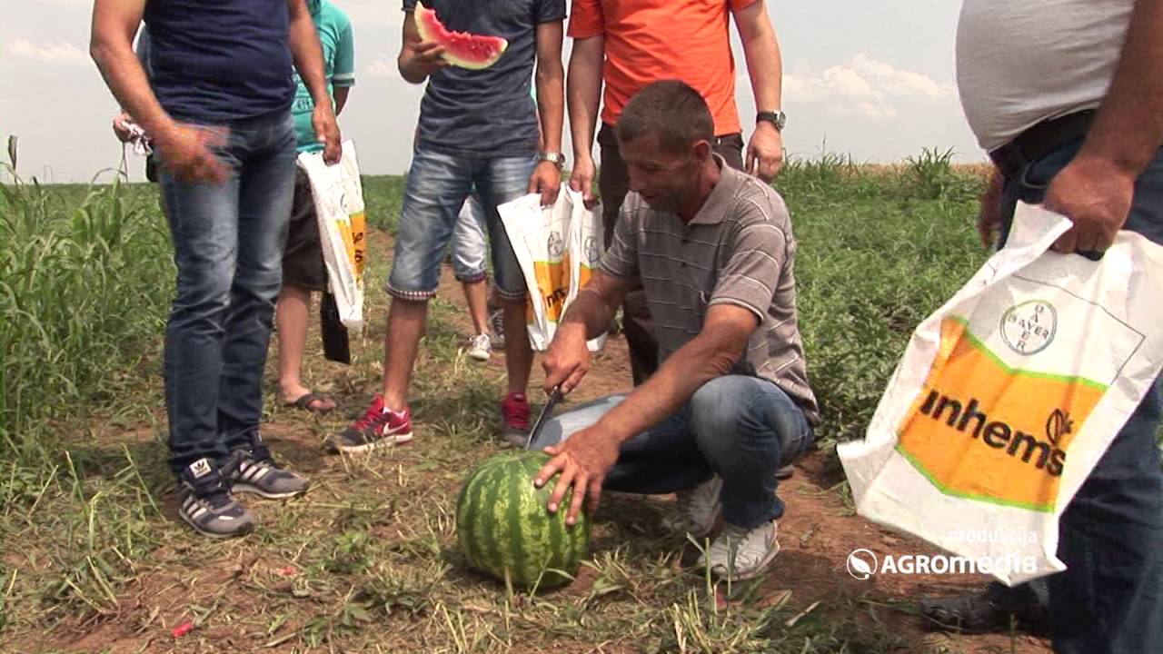 Pogledajte kako je bilo na Danu polja lubenice u Ašanji
