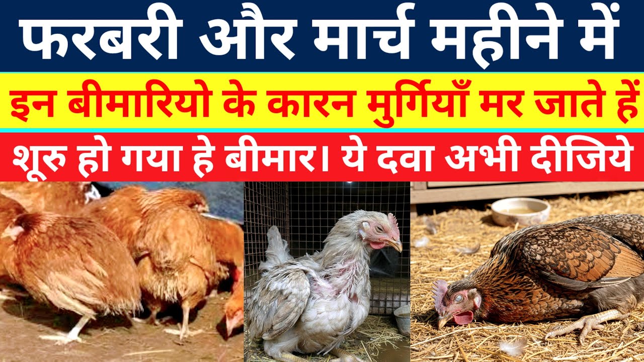 फरबरी और मार्च महीने में इन बीमारियो के कारन मुर्गियाँ मर जाते हें।Murgi Palan,Chicken Care)