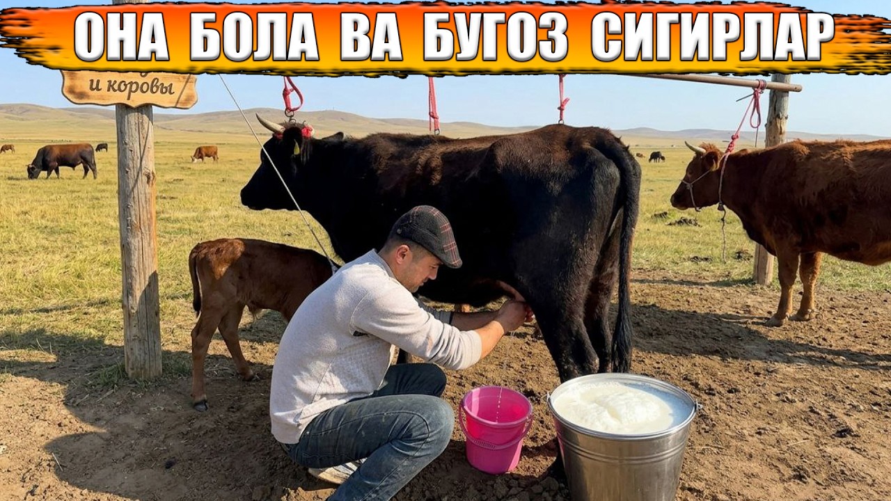 ЧАШМАЛИ ОНА БОЛА ВА БУГОЗ СИГИРЛАР АРЗОН НАРХДА ИСЛОМБЕК 07-03-2026