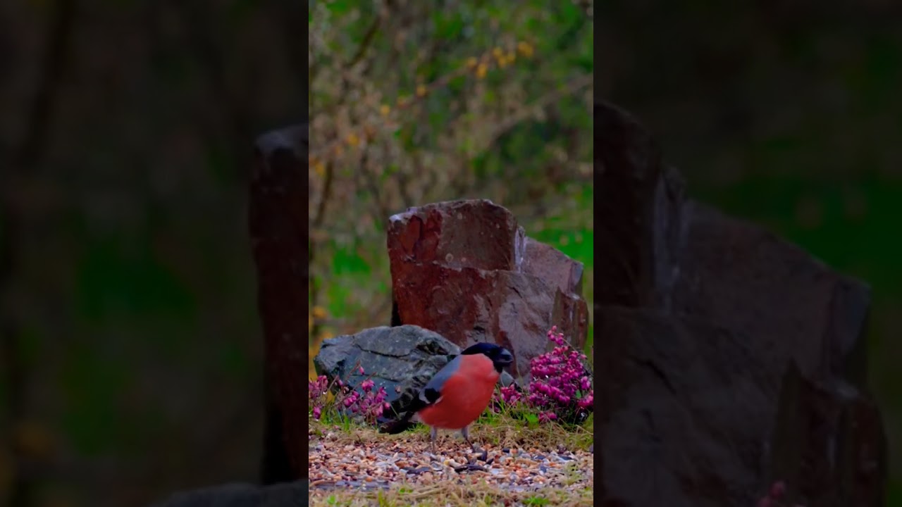 cats tv #birdfeeder #birdsinnature #amazingbirds #colourful #birdsonfeeder #catstv #bullfinch #fypシ