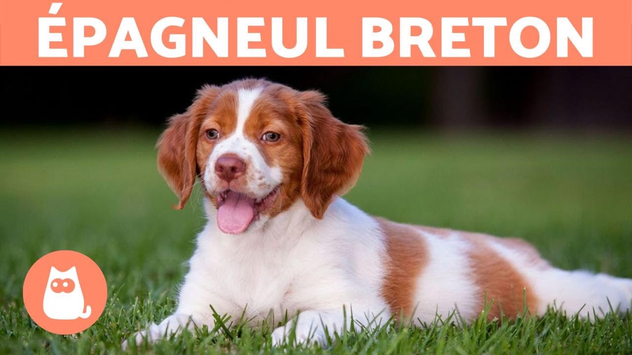 ÉPAGNEUL BRETON - Caractéristiques et soins