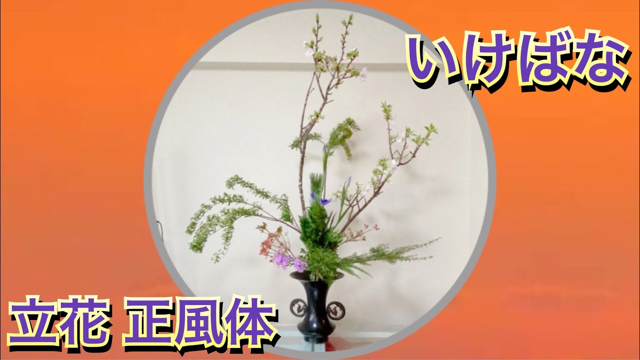 池坊【いけばな Ikebana】木物春の花材でお供え用にいけます『立花』【flower】 ASMR🌸 【How to make】