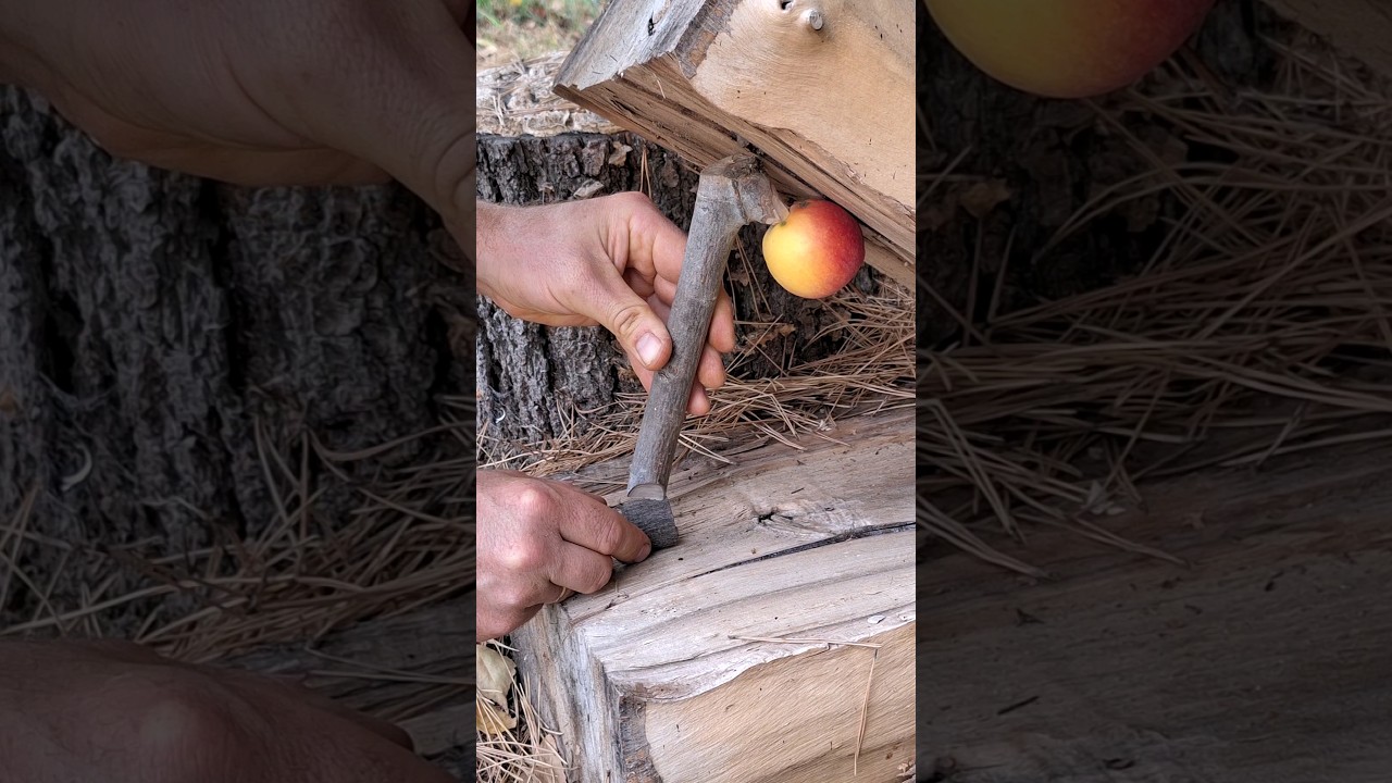 Trap #bushcraft #forest #trap #forestsurvival