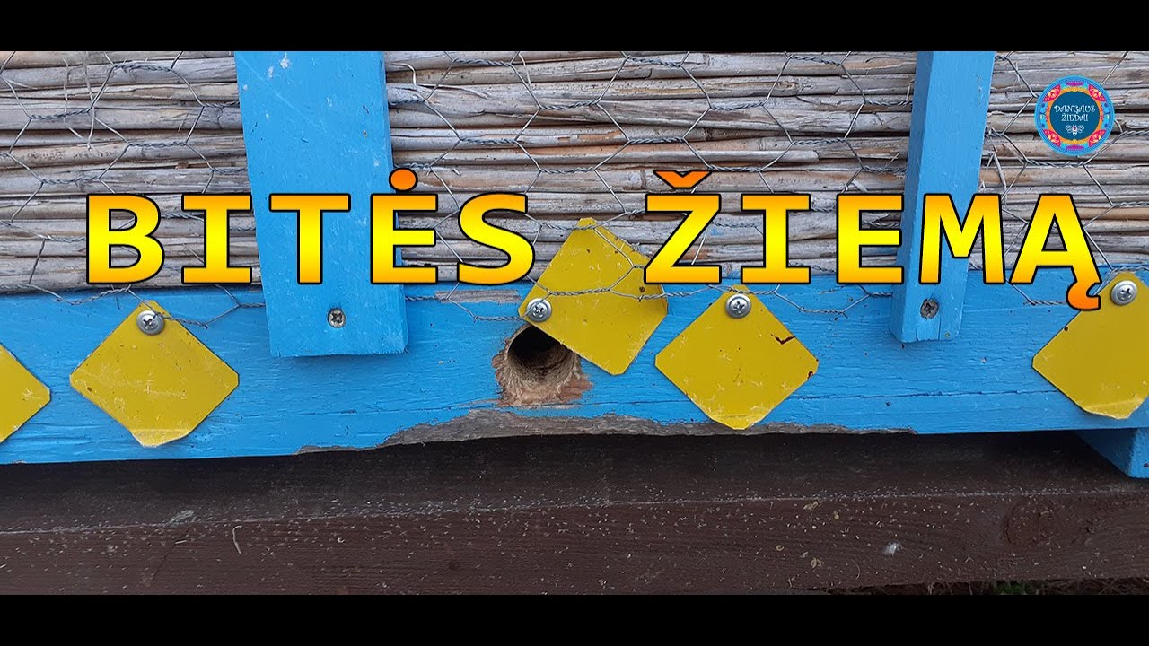 Bitės žiemą