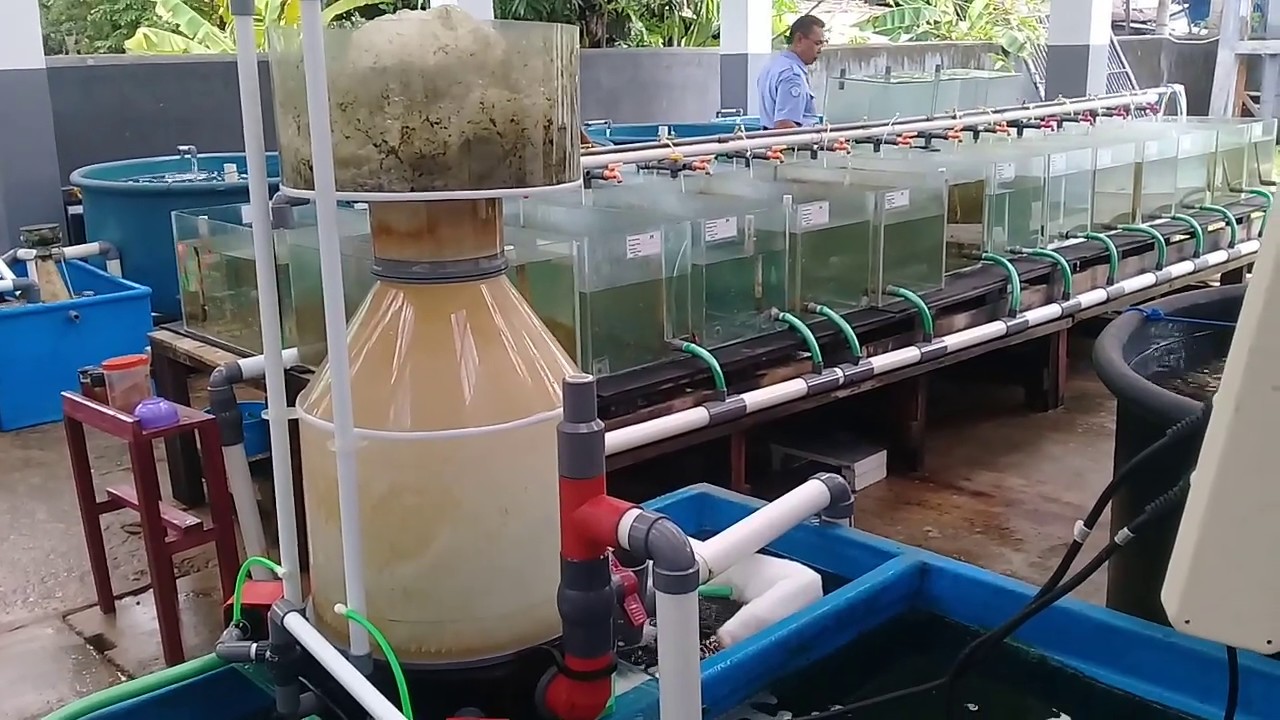 Функция скиммера белка в системе Clownfish RAS.