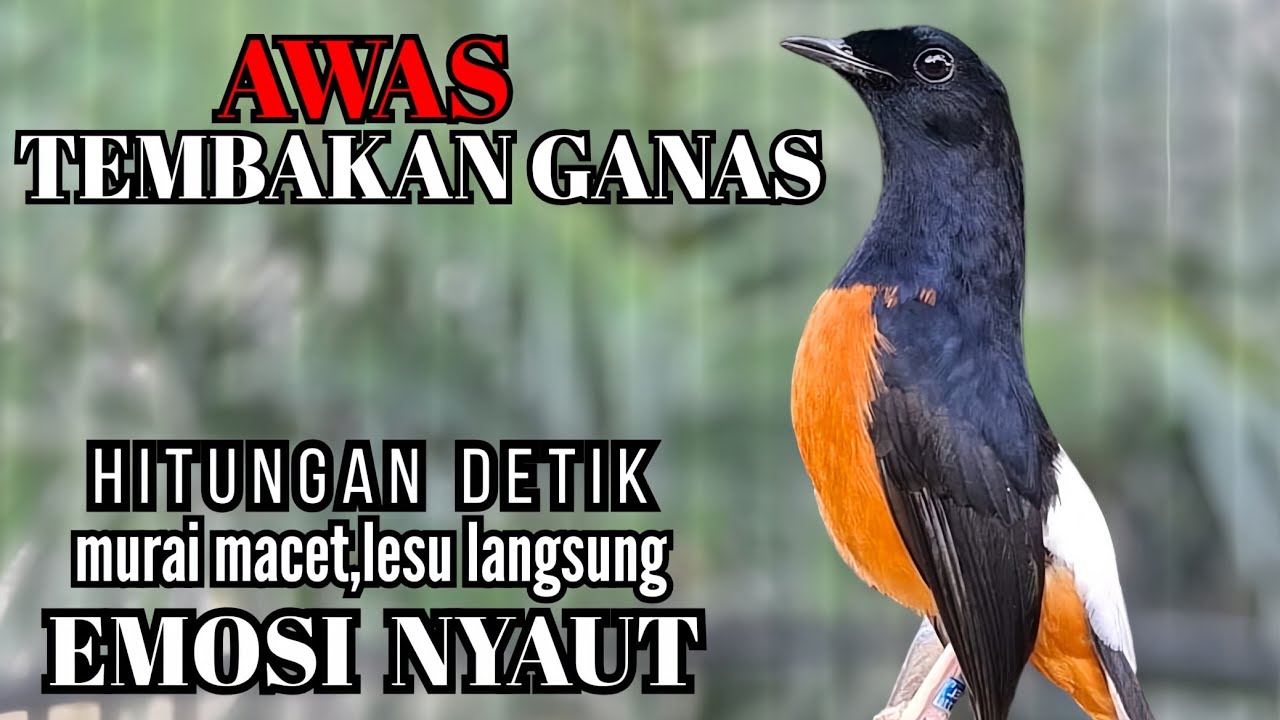 murai batu FIGHTER BONGKAR ISIAN !! Ampuh buat PANCINGAN murai batu jarang bunyi langsung NYAMBER
