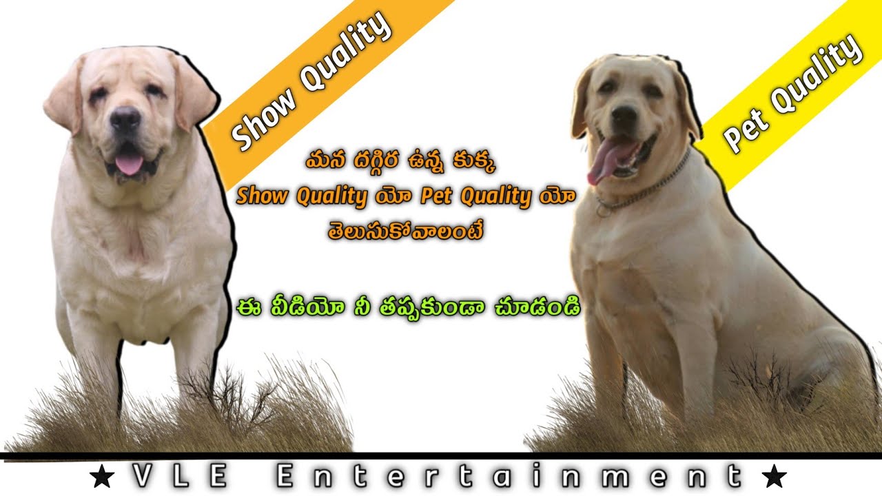 Difference Between Show Quality Labrador And Pet Quality Labrador In Telugu