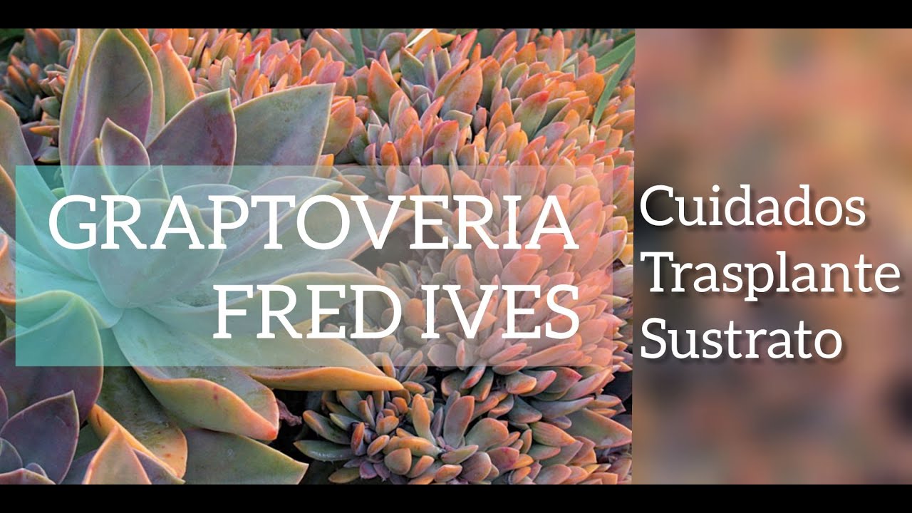 GRAPTOVERIA FRED IVES/TRASPLANTE/CUIDADOS /JARDIN SUCULENTO