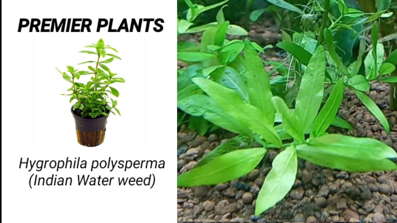 Hygrophila polysperma care | Advantages and Disadvantages | Indian Waterweed | with Subtitle