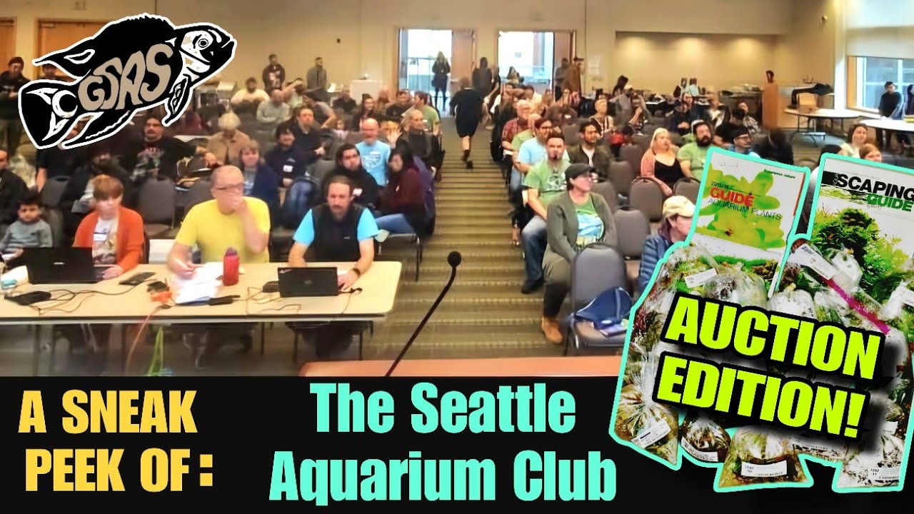 A Sneak Peak At The Seattle Aquarium Society & Our Auctions  ( Oh, & You Can Join Online too! )