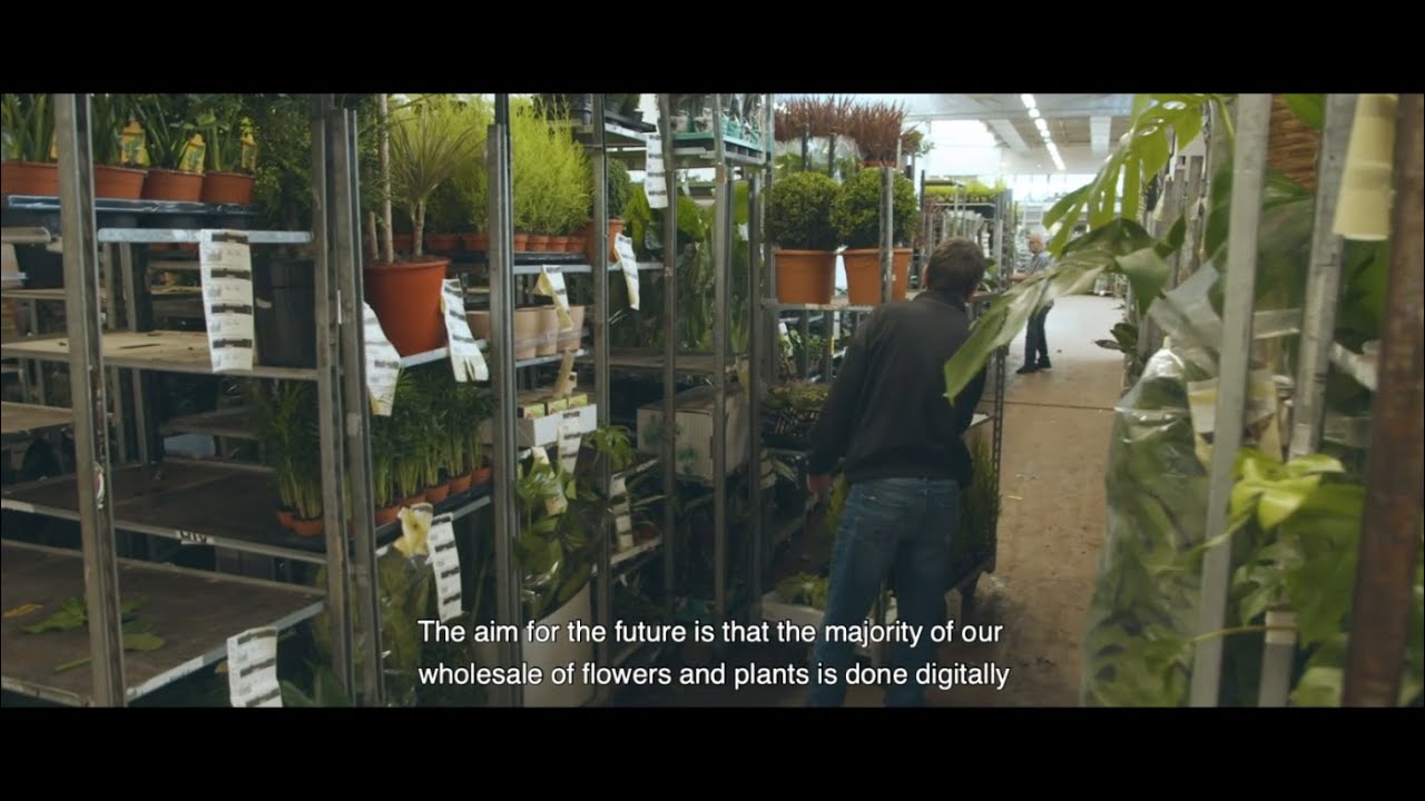 Dutch Flower Group (DFG) digitaliseert met SAP Commerce Cloud
