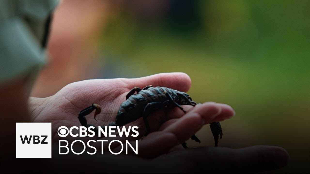 Logan Airport passengers shocked after woman stung by scorpion at baggage claim