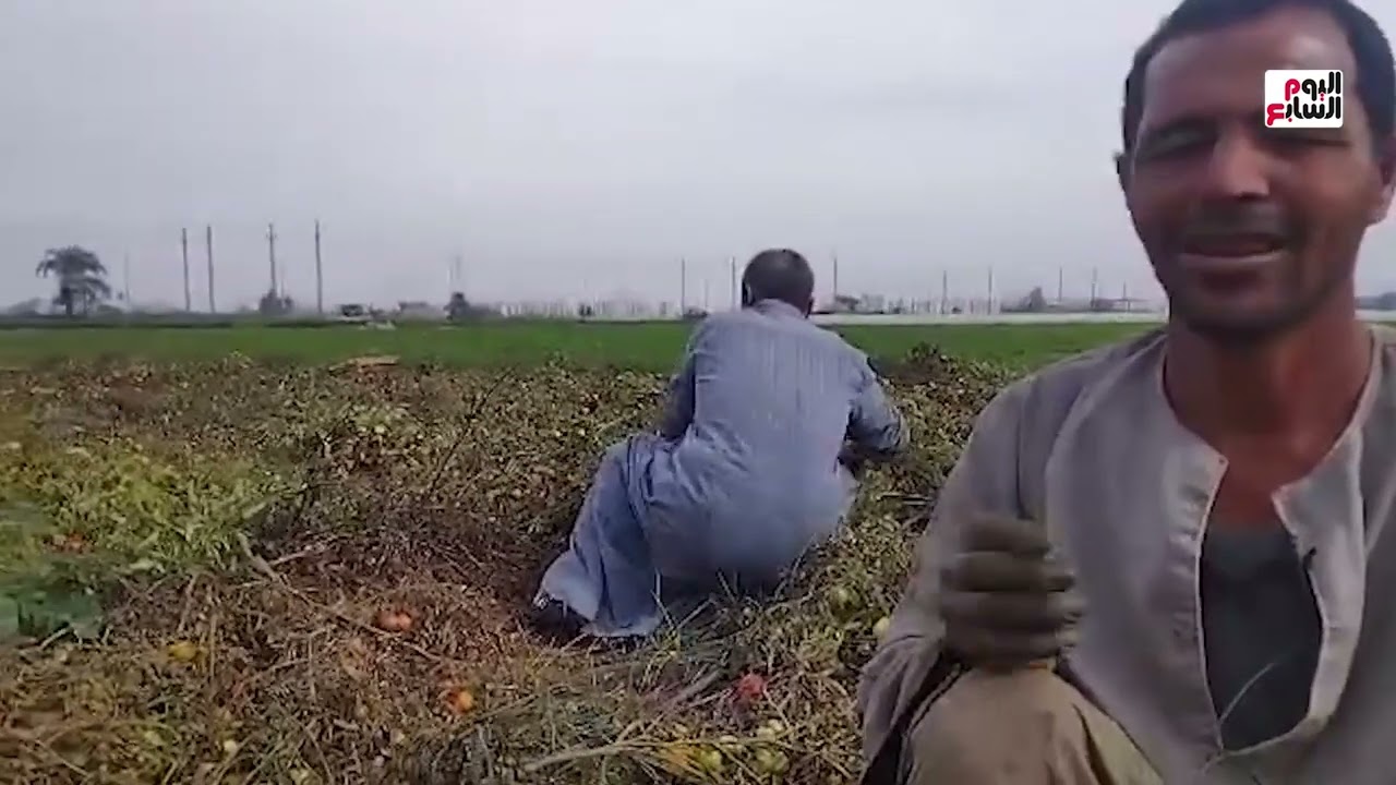 المجنونة الحمرا.. حصاد محصول الطماطم بالمنيا والفدان ينتج 1200 قفص