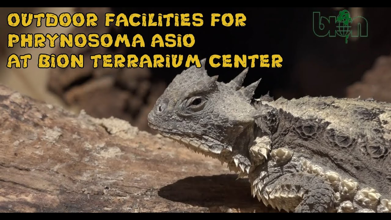 BION's outdoor facilities for giant horned lizards (Phrynosoma asio)