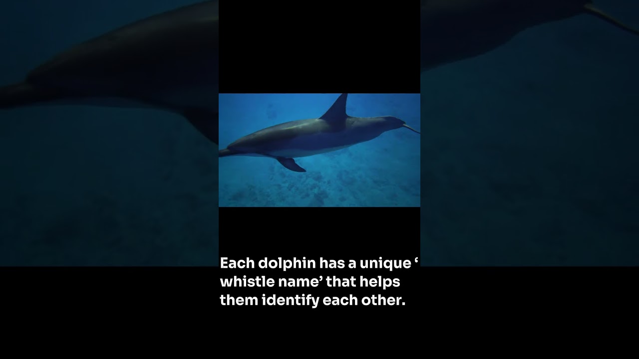 Smartest Ocean Animal?