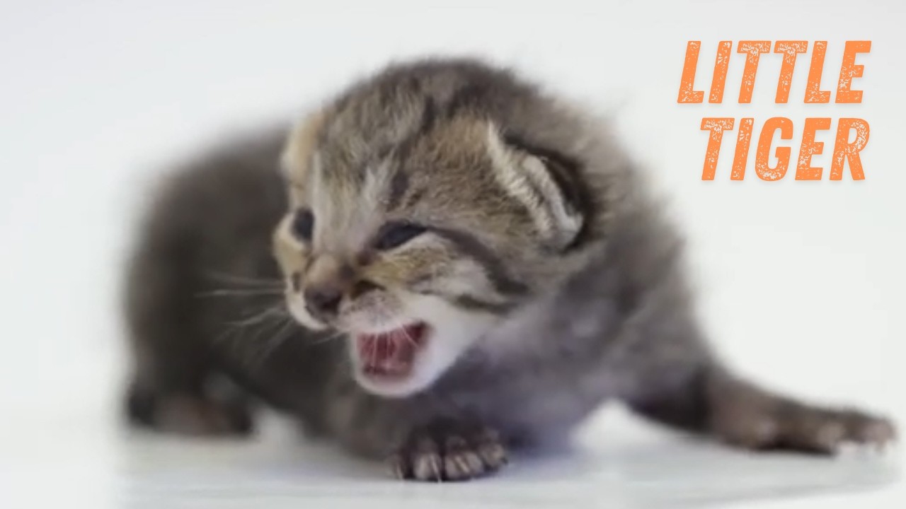 High Quality video of Awesome Creatures  4K video Dog Cat   much