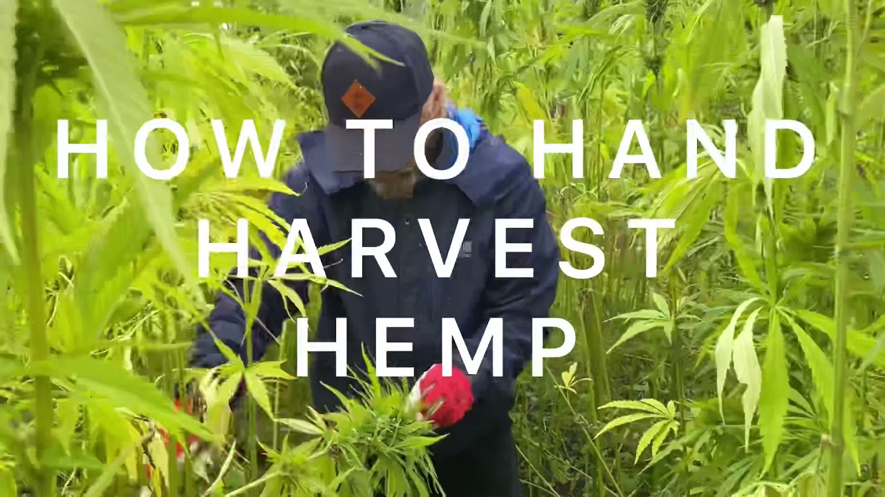 How to harvest hemp by hand