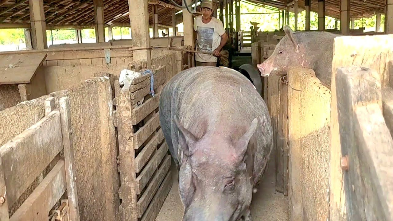 EMBARCANDO OS PORCO PRA GOIÂNIA 10 CAPADOS ACIMA 10 ARROBAS